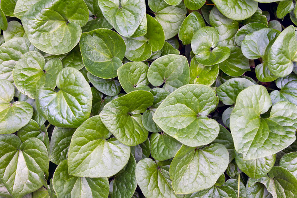 Asarum canadensis