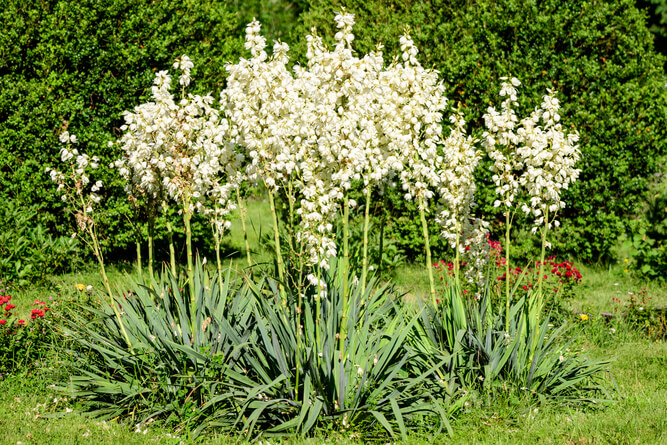 Yucca filamentosa