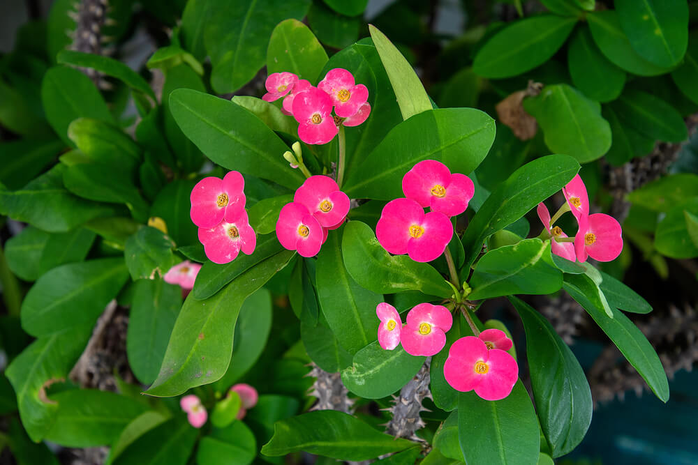 Euphorbia milii