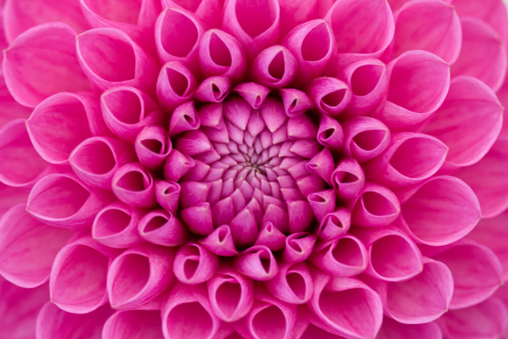 Beautiful pink dahlia