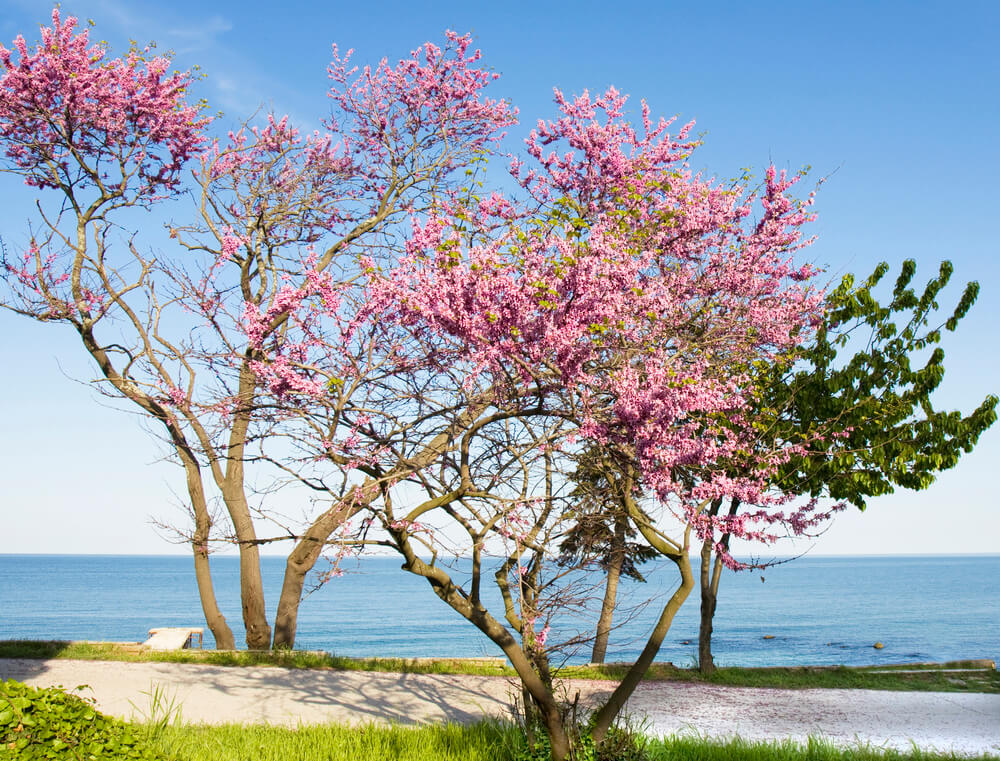 Cercis canadensis