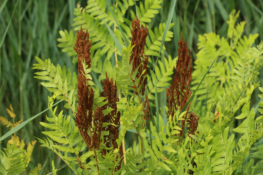 Osmunda regalis