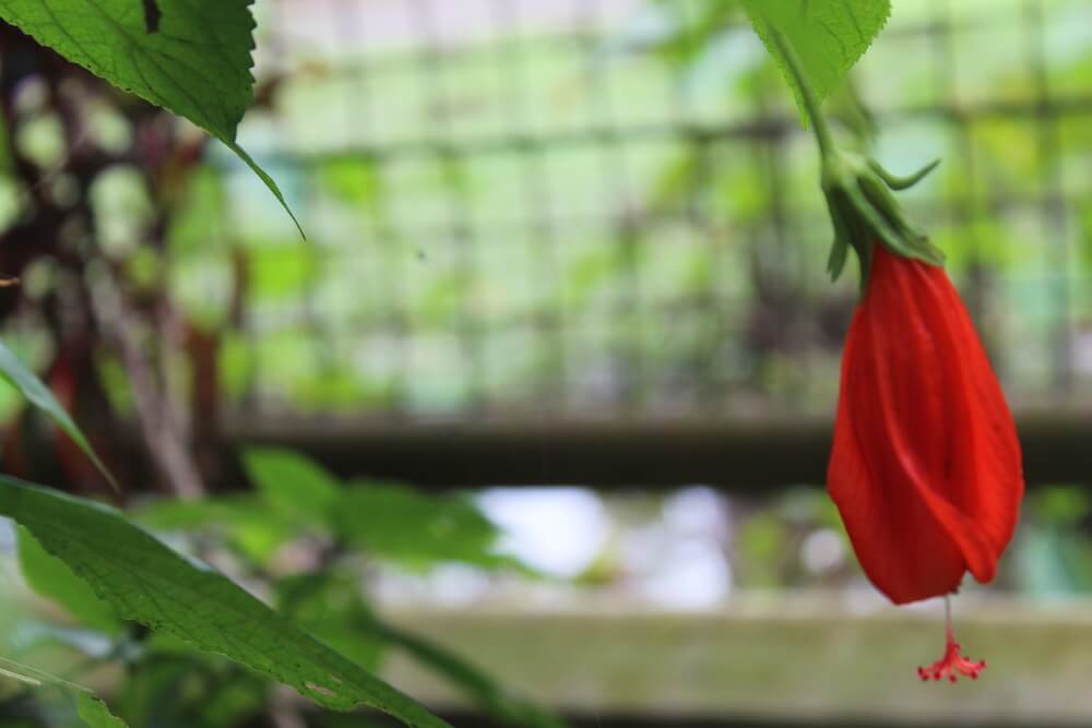 Malvaviscus arboreus