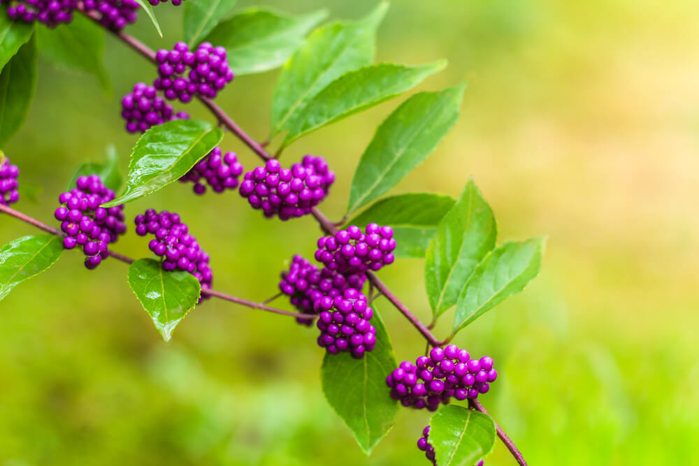 Callicarpa americana