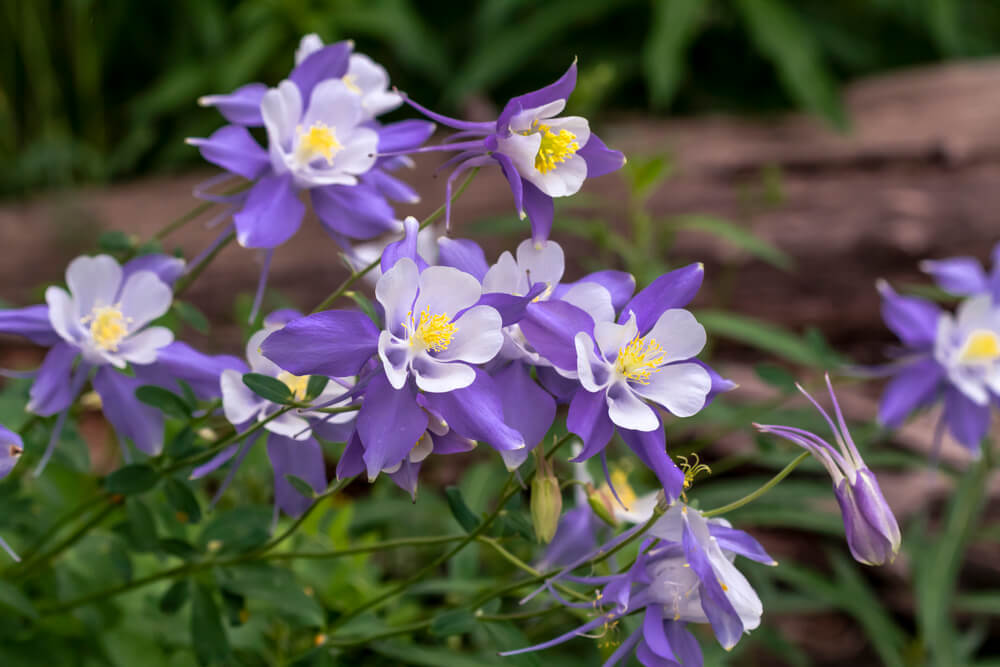 Aquilegia spp.