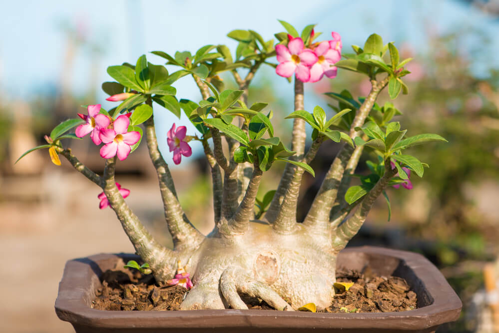 Adenium obesum