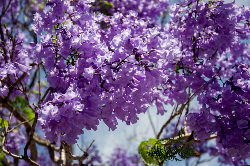 Jacaranda mimosifolia