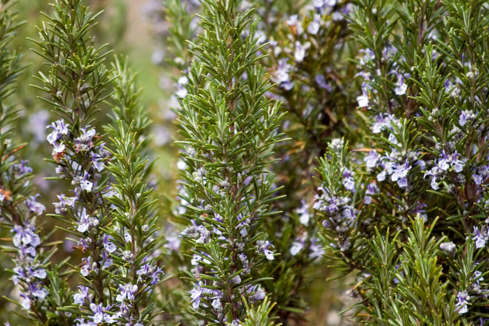 Salvia rosmarinus