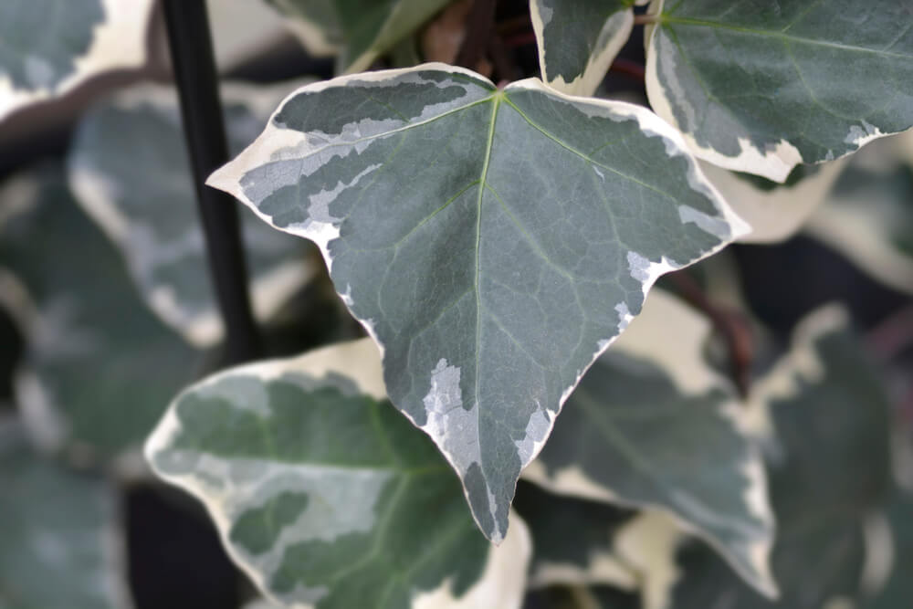 Hedera algeriensis Gloire de Marengo