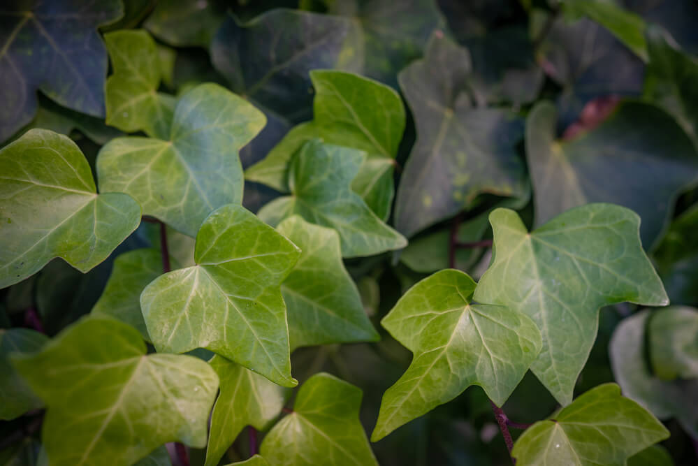 Hedera canariensis