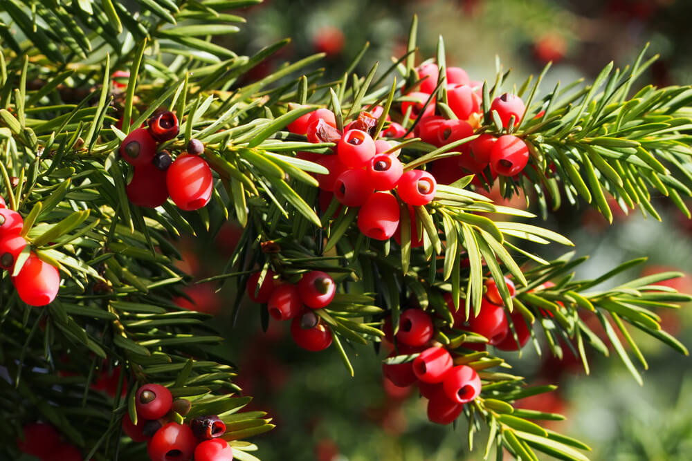 Taxus canadensis