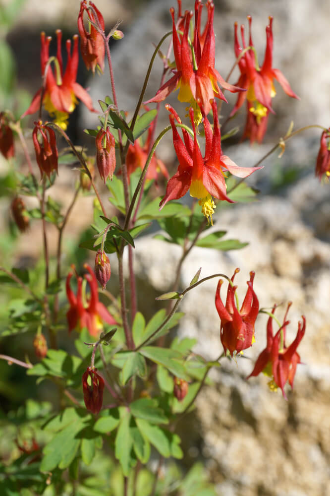 Aquilegia canadensis