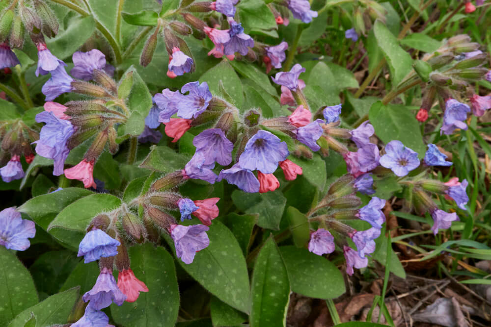 Pulmonaria officinalis