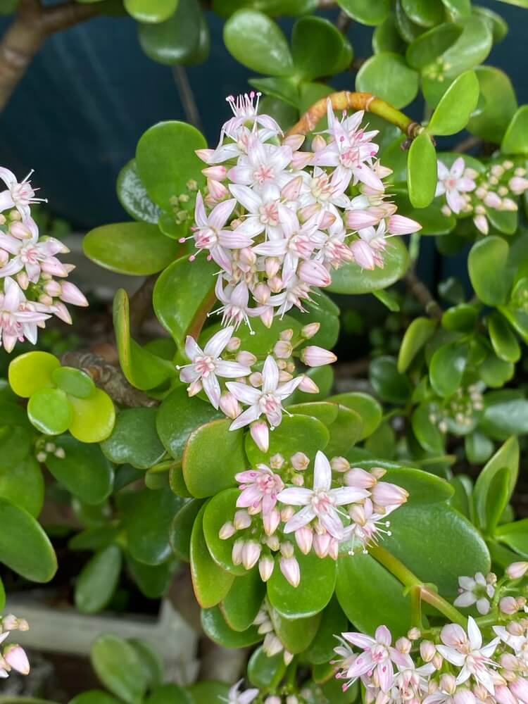 Crassula ovata Pink Beauty