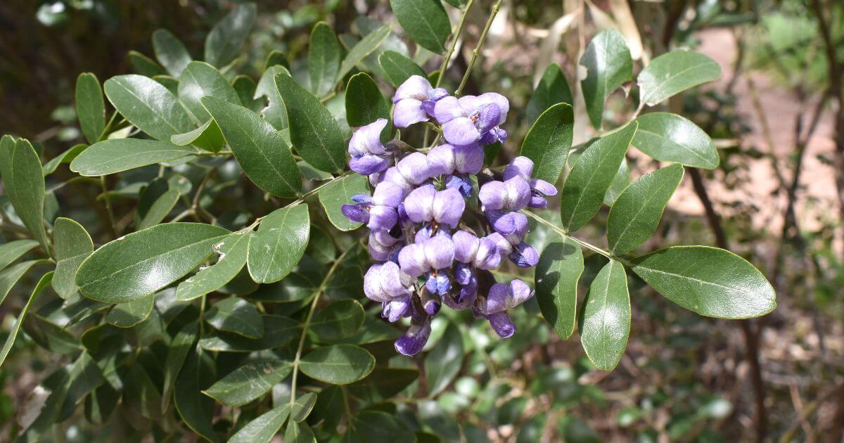 Dermatophyllum Secundiflorum