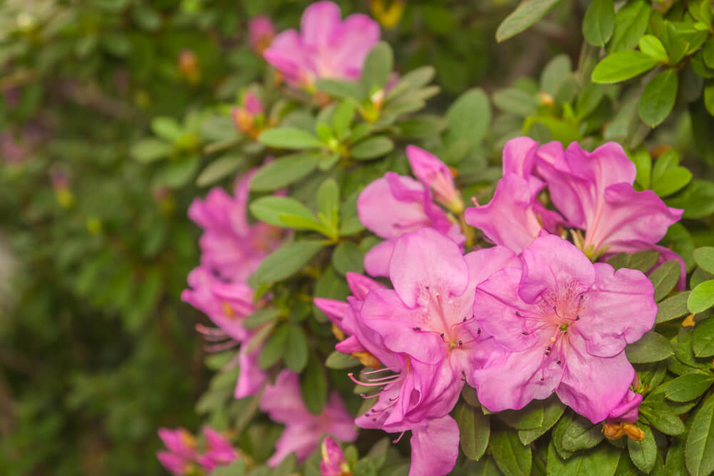 Rhododendron indicum