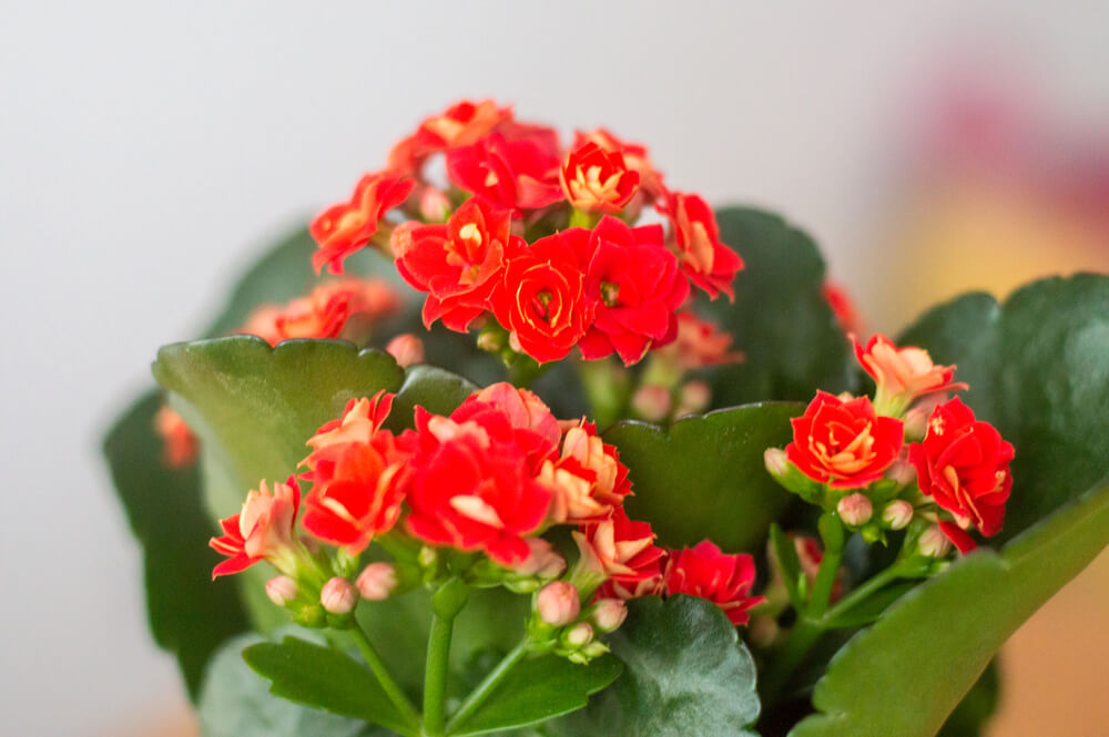 Kalanchoe blossfeldiana