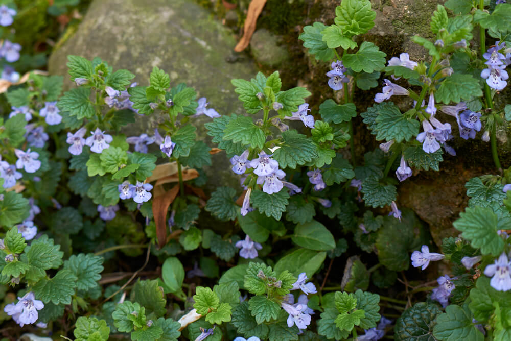 Glechoma hederacea