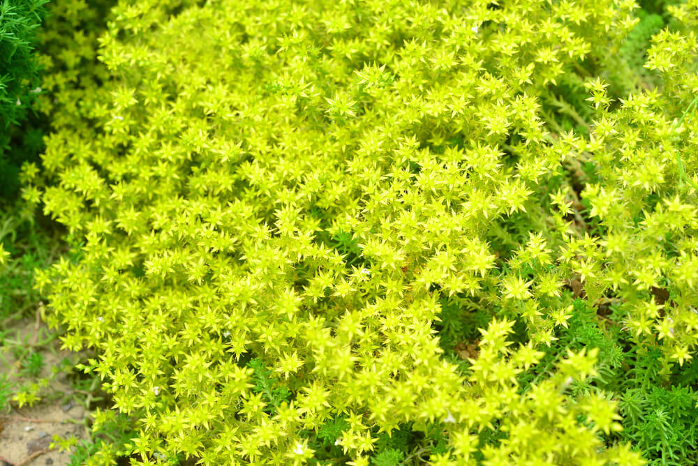 Sedum