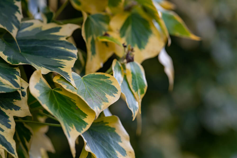 Hedera colchica Dentata Variegata