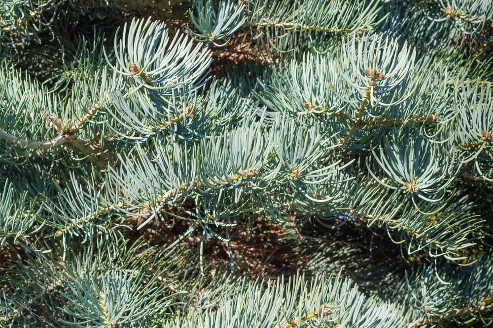 Abies concolor