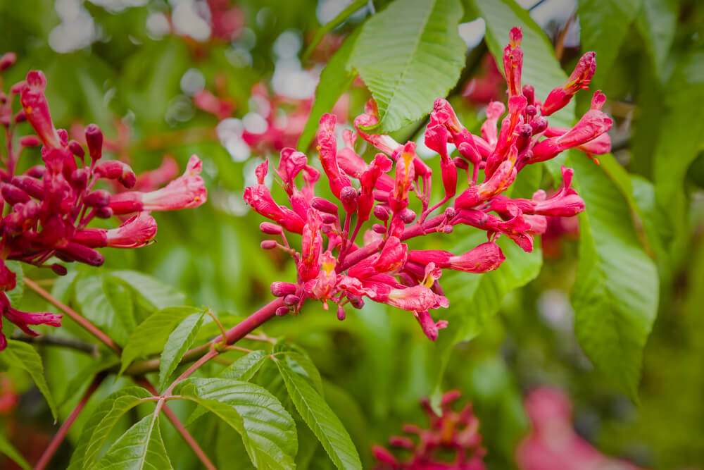 Aesculus spp.