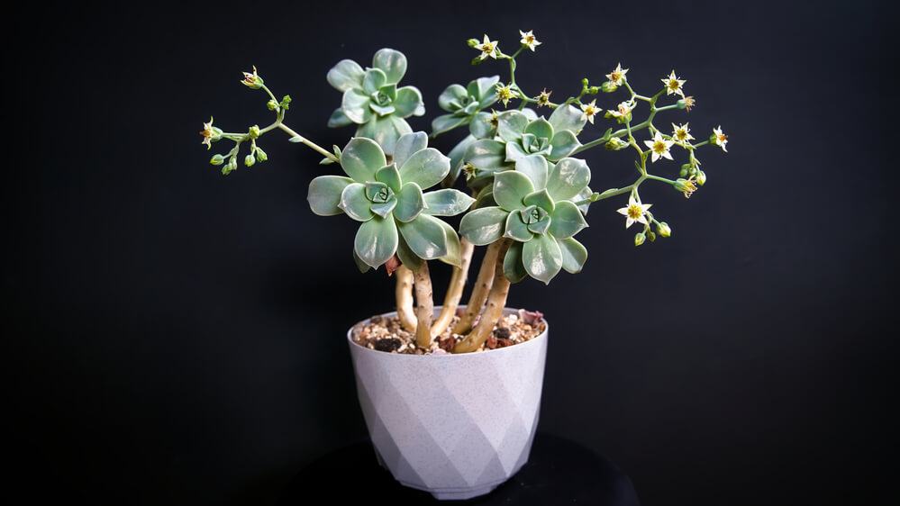 Graptopetalum paraguayense