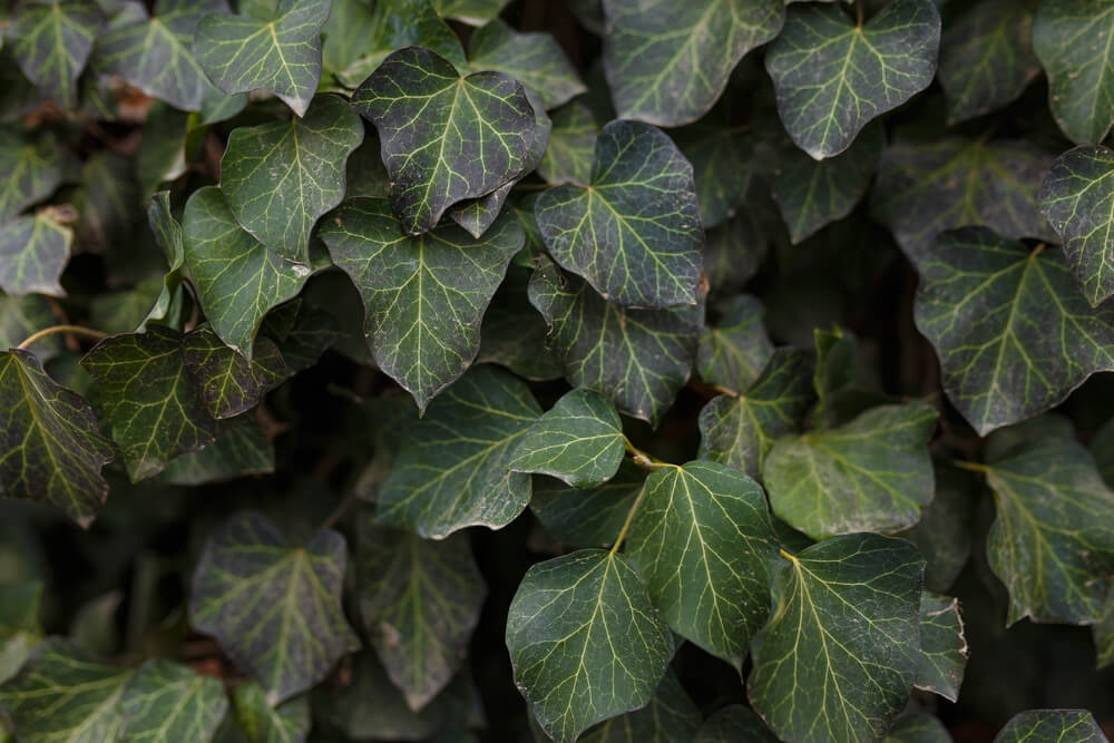 Hedera hibernica