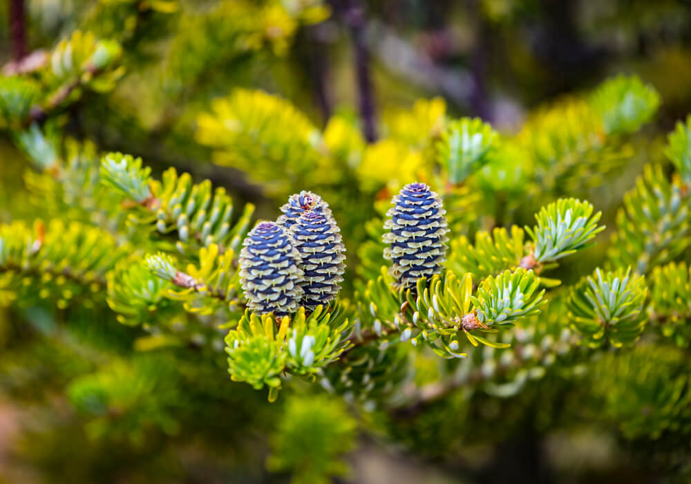 Abies koreana