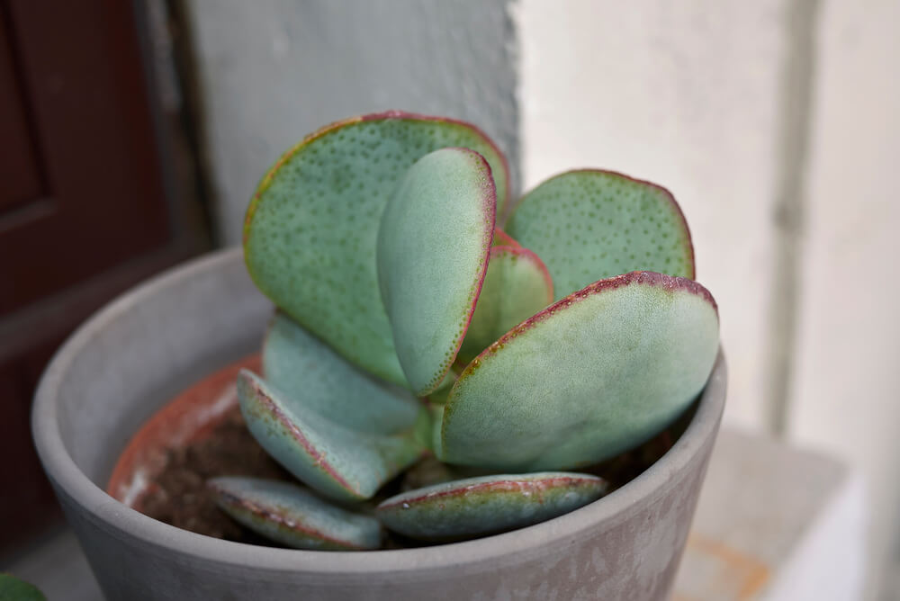 Crassula arborescens