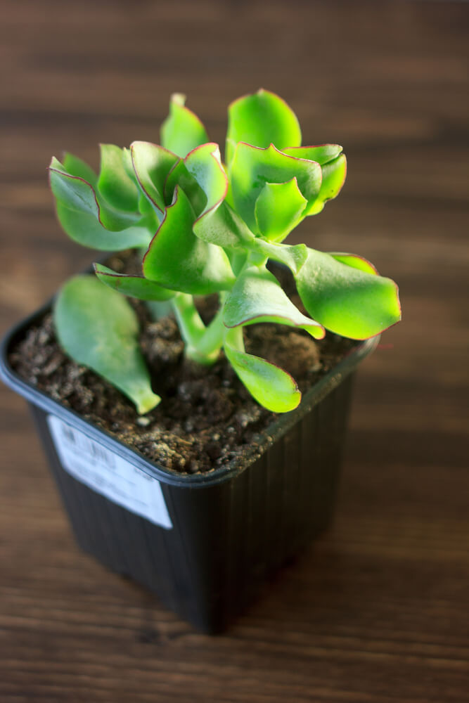 Crassula arborescens Blue Bird