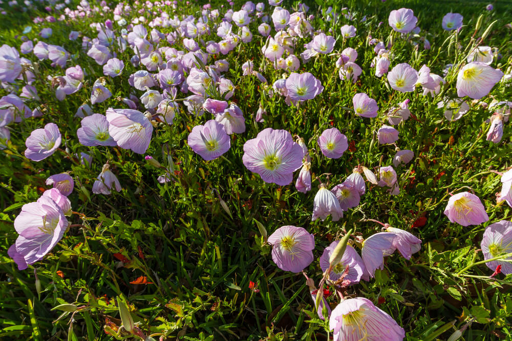 Oenothera