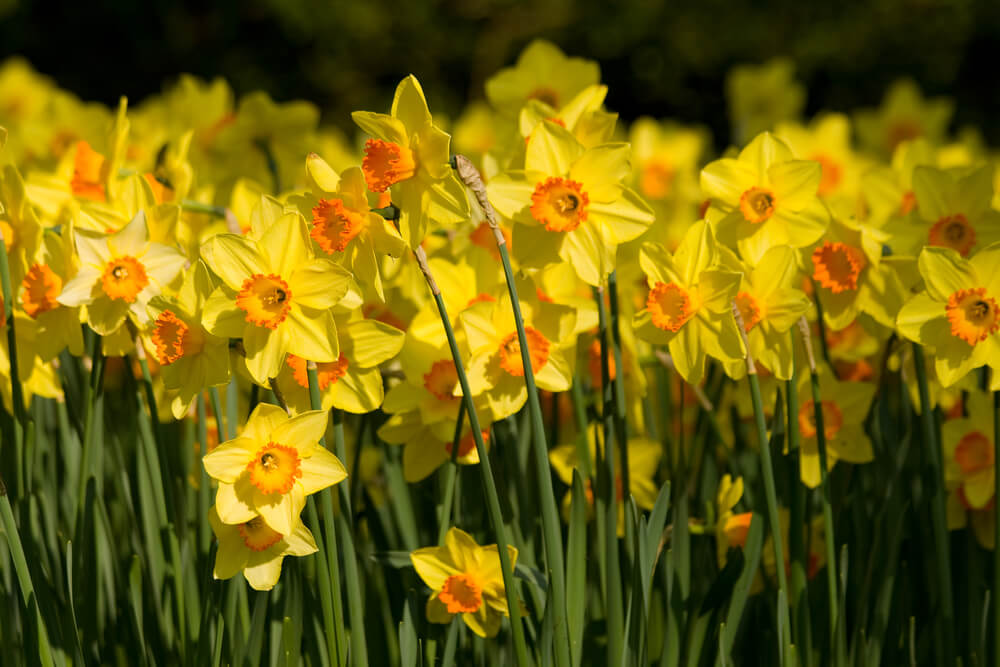 Narcissus spp.