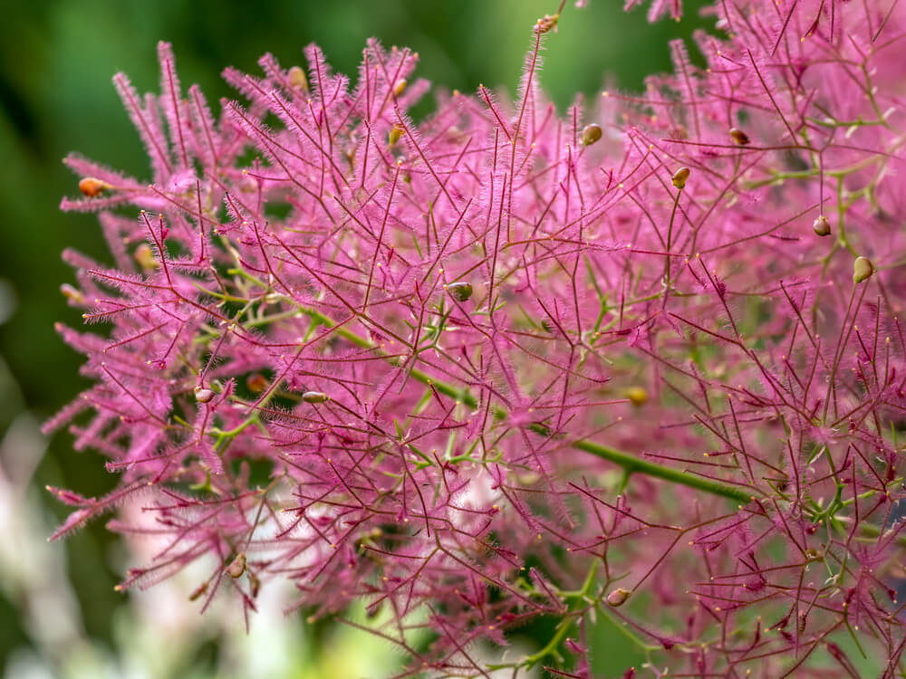 Cotinus Coggygria