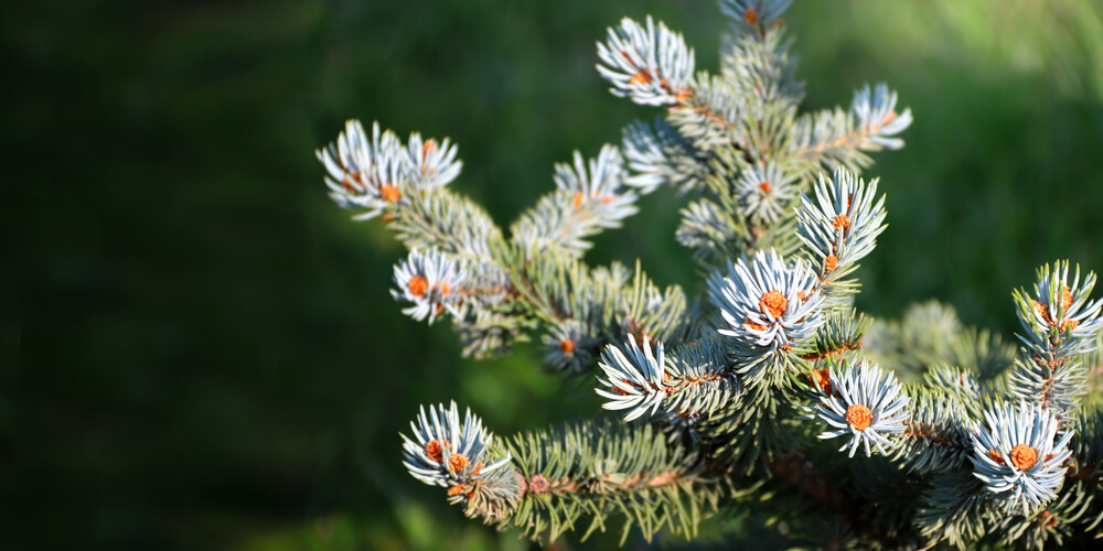 Picea glauca