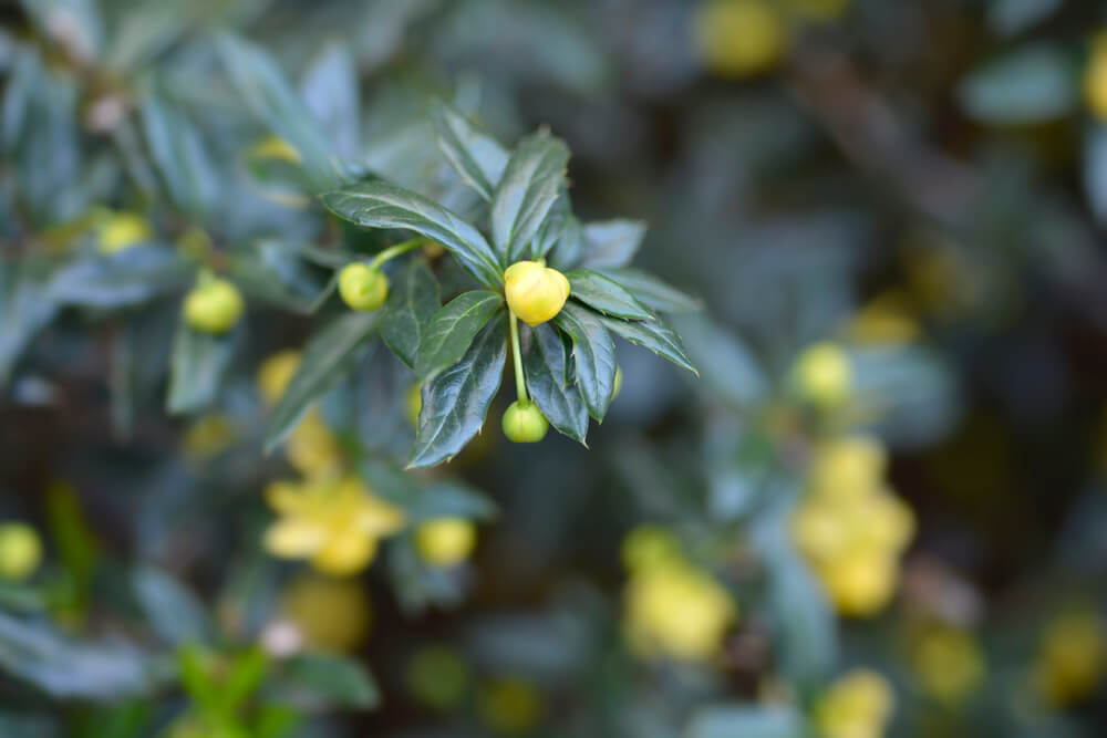 Berberis julianae