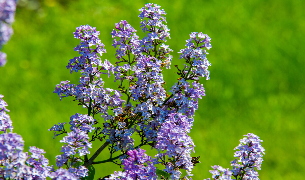 Ajuga reptans