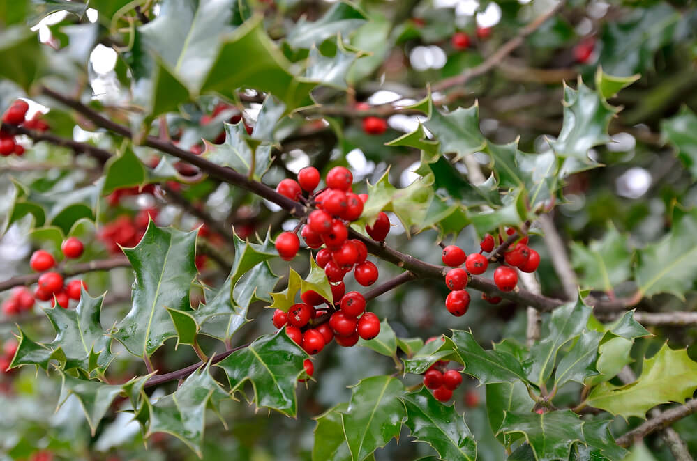 Ilex aquifolium