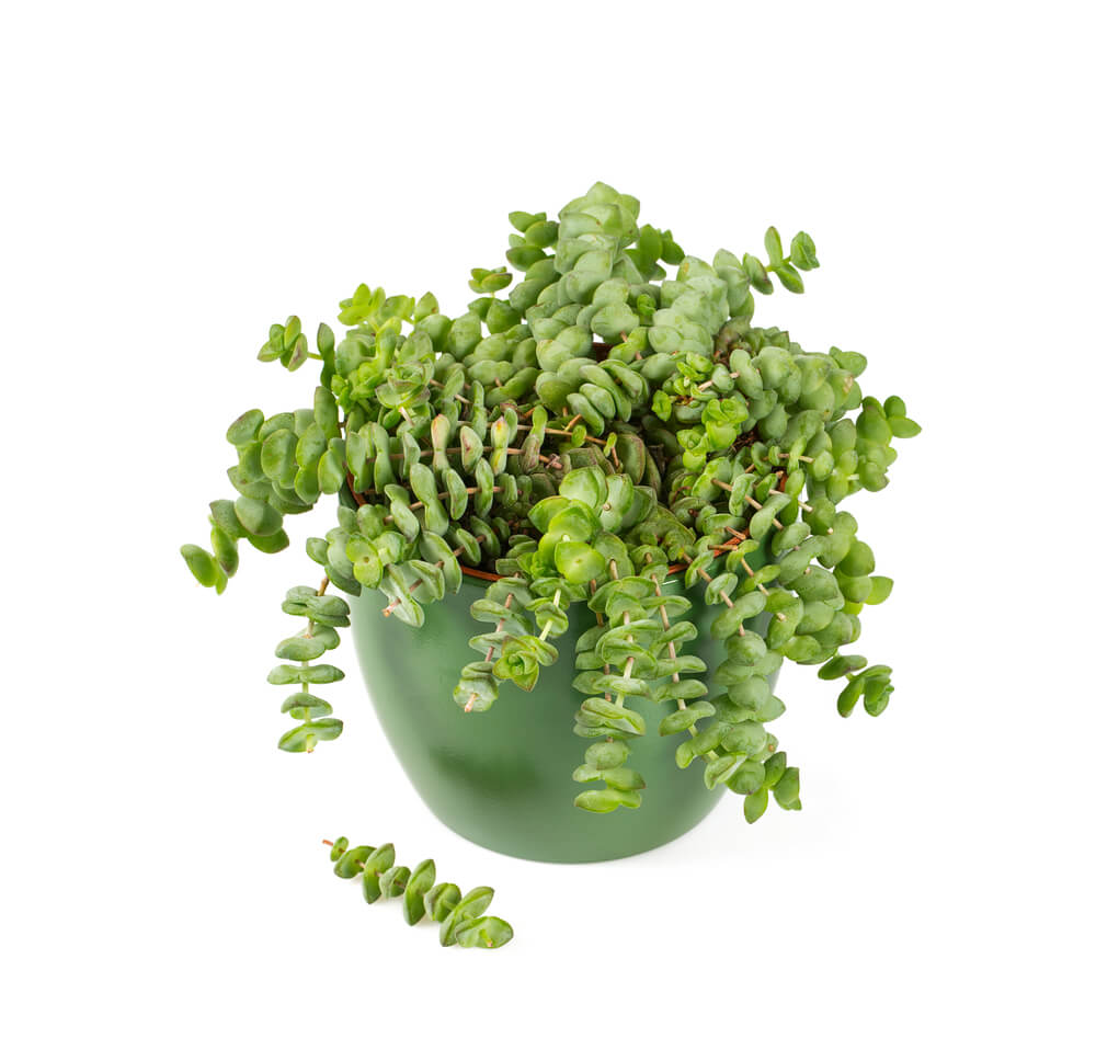 Crassula marnieriana Jade Necklace