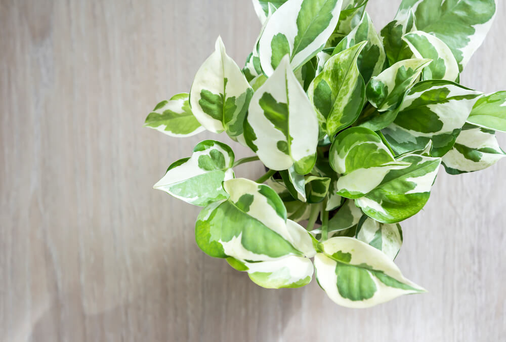 Epipremmum aureum Marble Queen