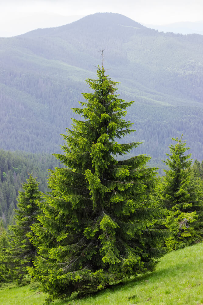 Picea abies