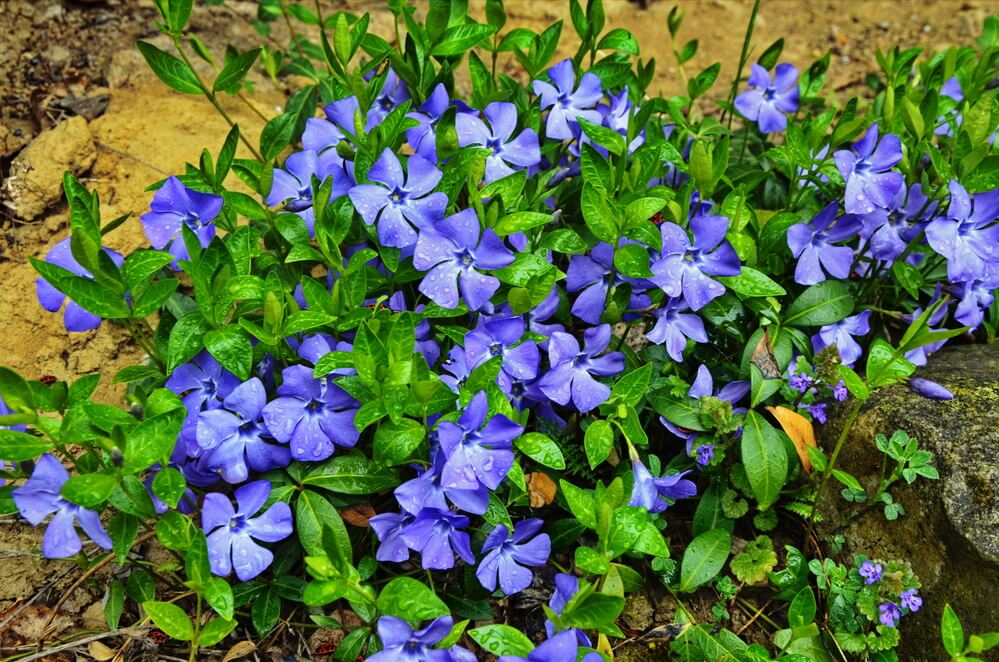 Vinca minor