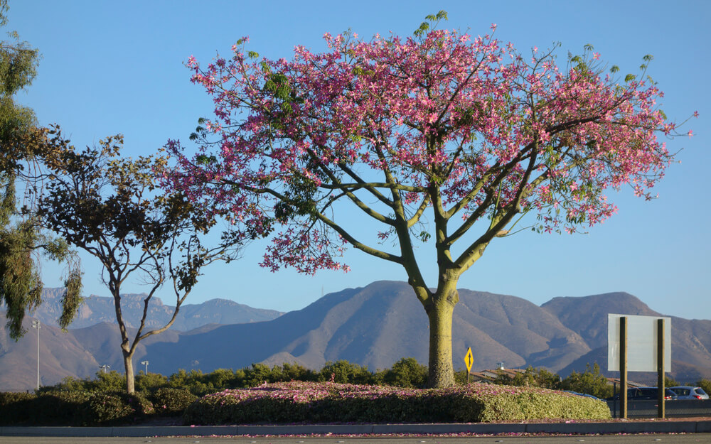 Ceiba Speciosa