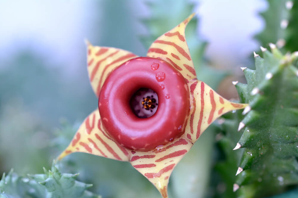 Huernia zebrina