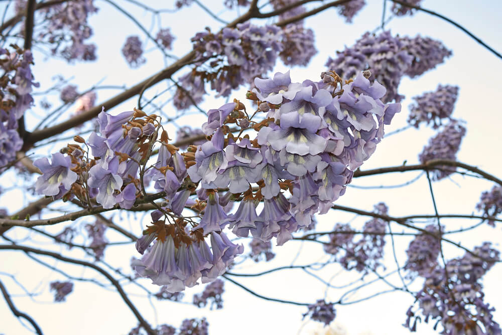 Paulownia Tomentosa