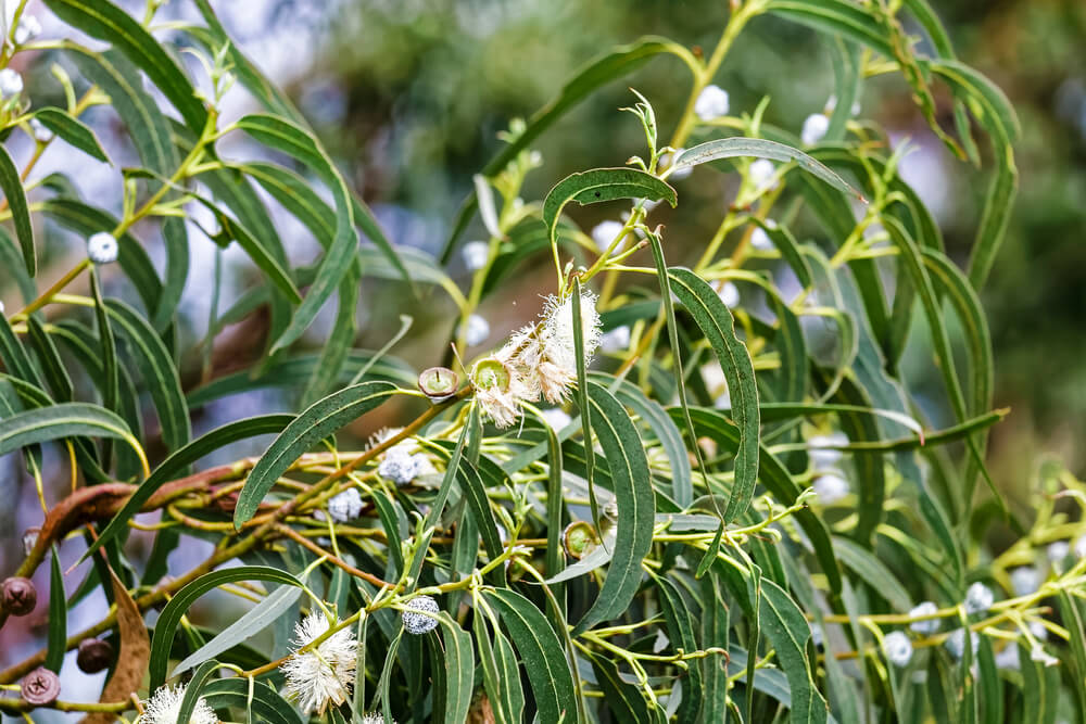 Eucalyptus globulus