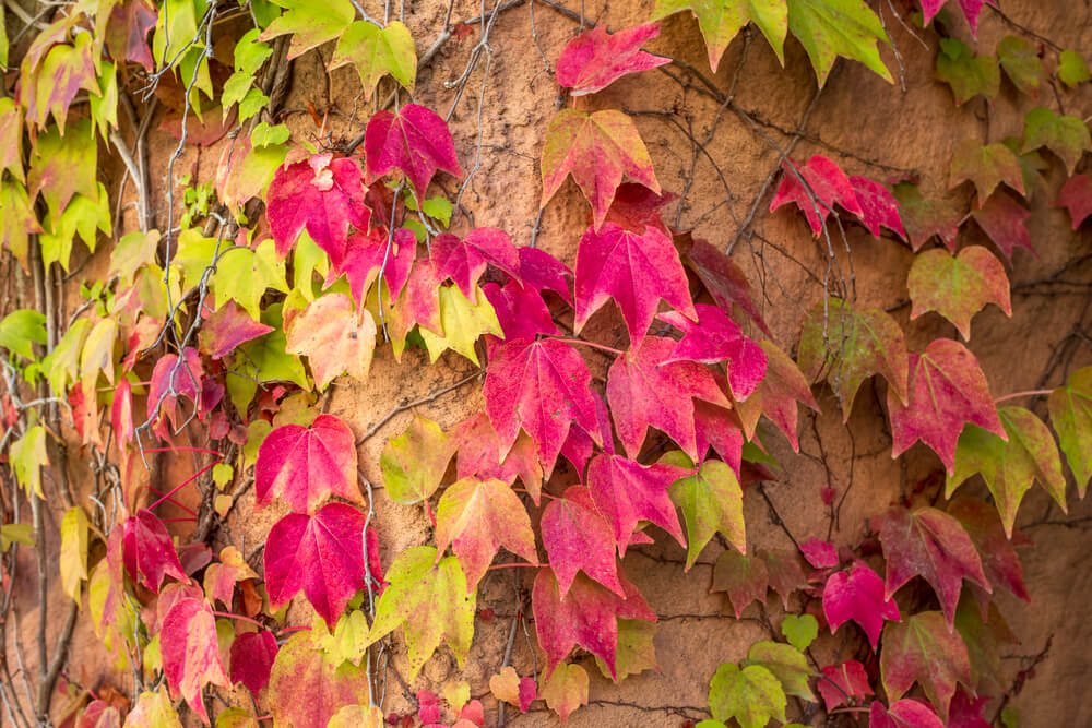 Parthenocissus tricuspidata