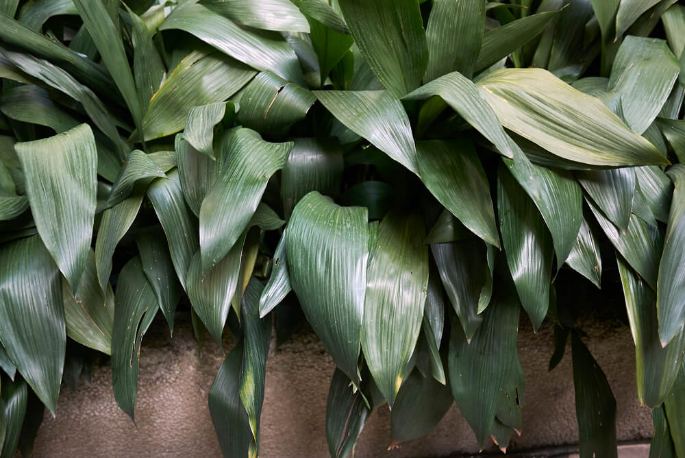 Aspidistra eliator