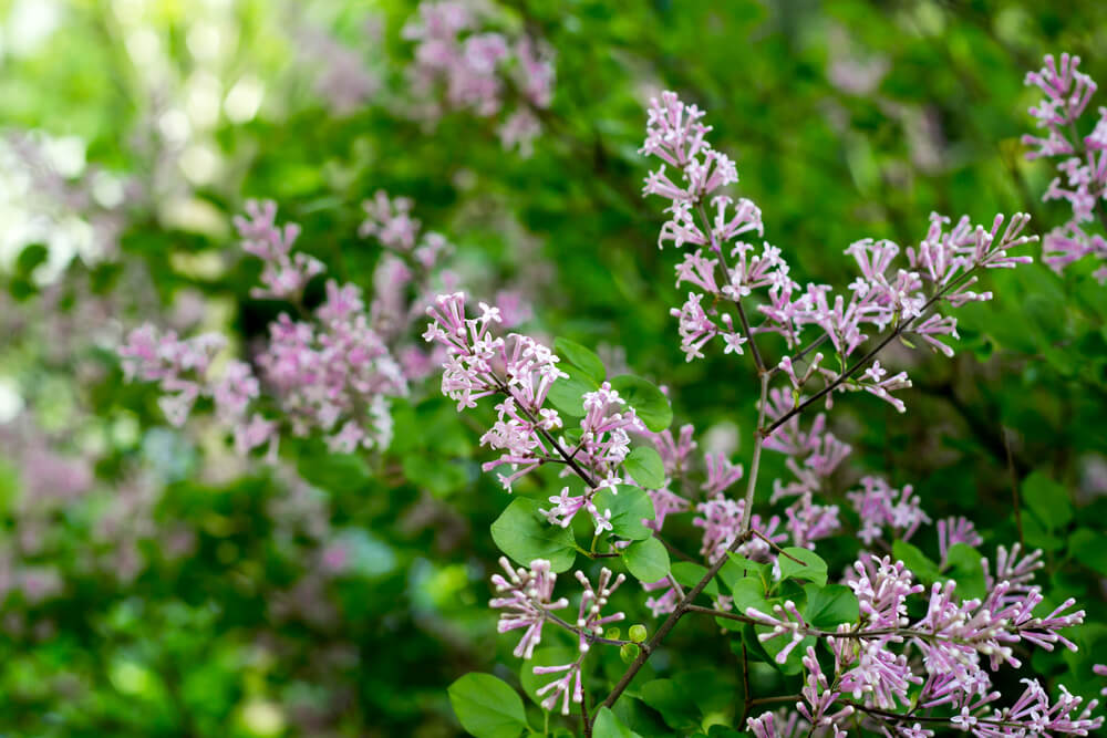 Syringa Meyeri Palibin