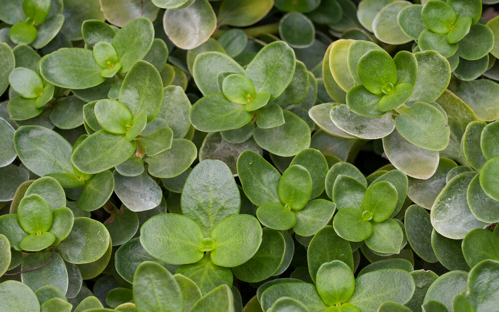 Crassula multicava